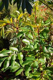 Image result for Cunonia capensis