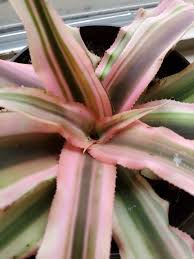 Pink Earth Star Plants Earth Pink