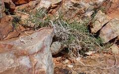 Image result for Kedrostis capensis