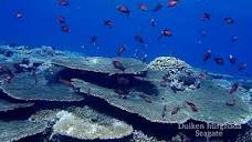 Duiken in Hurghada Seagate / Careless Reef - YouTube