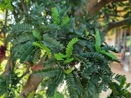 Image result for Schotia afra