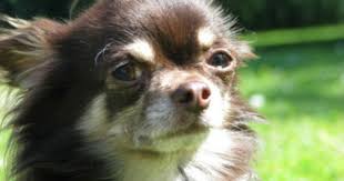 Trixie decke nando hellgrau 75 x 50 cm. Chihuahua Deckrude In Schoko Tan Mit Zuchttauglichkeit Chihuahua Decken Schoko