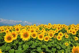 Selalu pastikan tanaman tercukupi oleh sinar matahari. Tips Menanam Bunga Matahari Ketahui Hal Yang Perlu Diperhatikan Orami