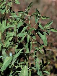 Image result for Sphenoclea zeylanica
