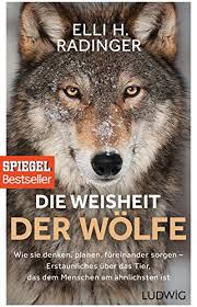 Saarloos wolfhund 2018 rasse, aussehen & charakter 2021, juni. Saarloos Wolfhund 2019 Charakter Wesen Hunde Fan De