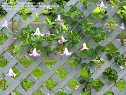 Maybe you would like to learn more about one of these? Plantfiles Pictures Clematis Viticella Clematis Betty Corning Clematis By Terri1948