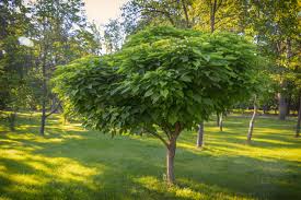 Rapide arbustes sont choisis afin de créer une haie attractive toute l'année, comprenant persistant arbustes persistant ou à. 10 Arbres A Croissance Rapide A Mettre Au Jardin