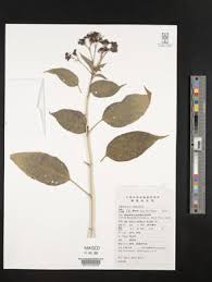 Image result for Clerodendrum lutambense