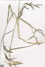Image result for Urochloa umbellata