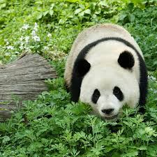 When walking, pandas typically lumber along at speeds of 1.2 to 1.8 for their size, giant pandas are pretty fast, averaging 20 miles per hour at top spe. Pandabar Infos Im Tierlexikon Geolino
