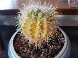 My cactus is rotting, what can i do? Golden Barrel Cactus Is Turning Yellow Plantclinic