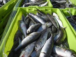 Image result for Boops boops