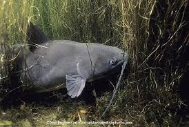 Ictalurus Punctatus