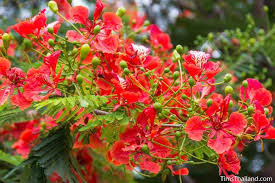 The country life guide to flowering trees. Flowering Trees Of Thailand Flame Tree Tim S Thailand