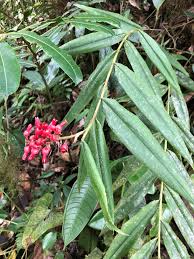 Image result for Renealmia africana