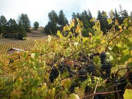 However, if you cancel your reservation within 24 hours. Tin Barn Vineyards Garagiste Wine Festival