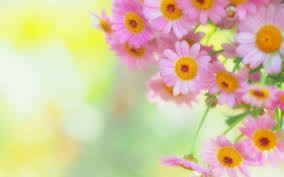 Garden flowers nature flower beautiful landscape flower background gardening grass park flower field roses love forest background beautiful flowers flower bouquet beach sky flower wallpaper vegetable garden close up bloom river butterfly blossom sunset blooming tree animal. Fresh Flowers Background Wallpaper Hd For Desktop Wallpapers13 Com