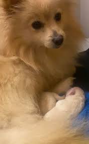 Lost Dog: Maltese and Pomeranian Mix