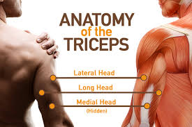 Lying dumbbell tricep extensions is a gym work out exercise that targets triceps and also involves abs and shoulders. How To Do The Dumbbell Lying Triceps Extension Openfit