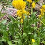 Image result for Solidago simplex