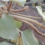 Image result for Erythrina madagascariensis