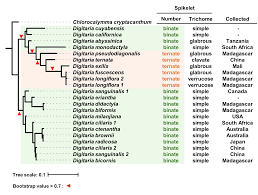 Image result for Digitaria pseudodiagonalis
