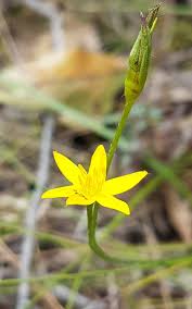 Image result for Hypoxis