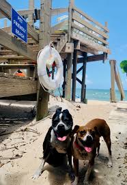 Pet ownership rates in the united states show no signs of slowing down, which means. Pet Friendly Beach House Rentals In Florida