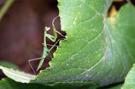Riesige auswahl an cds, vinyl und mp3s. Beyond Beneficial Insects Organic Gardening Joe Gardener