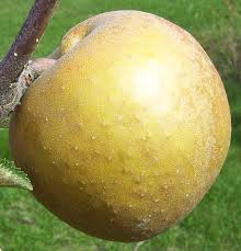 Excellent for making juice, canning, baking, and, of course, eating fresh. Types Of Fruit Trees Cooperative Extension Tree Fruits University Of Maine Cooperative Extension