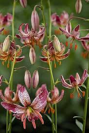 Image result for Lilium martagon `Manitoba Fox`