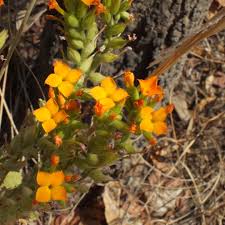 Image result for Kalanchoe lanceolata