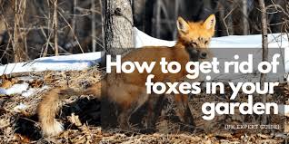 Check spelling or type a new query. How To Get Rid Of Foxes In Your Garden Uk Expert Guide