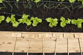 Maybe you would like to learn more about one of these? Making Your Own Vegetable Garden At Home Seven Tips From Seed To Harvest Slow Food International