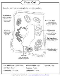 A detailed visual tour of the eukaryotic plant cell. Animal And Plant Cell Worksheets