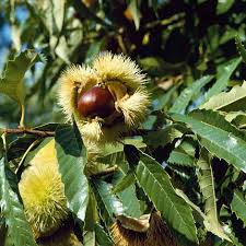 If your trees or plants do not survive, please let us know within one year of delivery. Sweet Chestnut Hedging Thompson Morgan