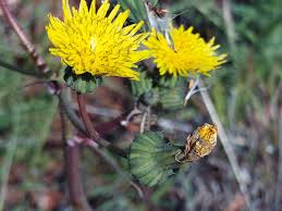 Image result for Sonchus wilmsii