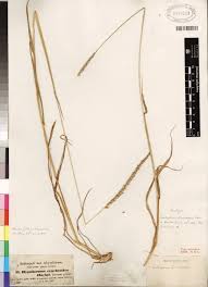 Image result for Anthephora