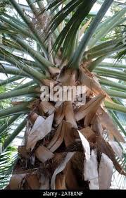 Image result for Sabal domingensis