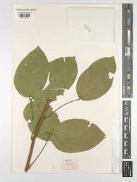 Image result for Ritchiea capparoides