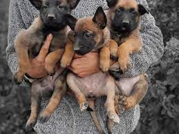 Belçika malinois kurdu köpeği sahiplendim. Belcika Kurdu Cinsi Kategorisi Kopek Satis