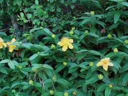 תמונה של ‪giardino dei semplici‬, מיאסינו: Hypericum Calycinum L Id 4120 Iperico Calicino Forum Acta Plantarum