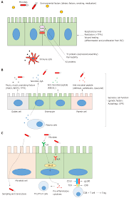 Intestinal Enteroids Organoids A Novel Platform For Drug