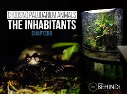 Best Types Of Paludarium Animals The Diy Vivarium Guide Animals Reptile Expo Vivarium