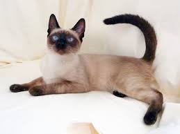 Sesuai dengan namanya, kucing siam berasal. 15 Ciri Ciri Kucing Siam Jenis Sejarah Cara Merawat Harga Gambar