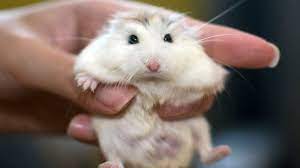 The water in their cages should be changed twice a day. Roborovski Dwarf Hamster Breeding Information