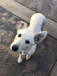 Although german sheprador is the most common name, this designer dog breed is also sometimes referred to as a labrashepherd, a sheprador, or more simply a german shepherd lab mix or a shepherd lab mix. Hi All Meet Remi My 75 White Shepherd And 25 Lab Mix Mutt