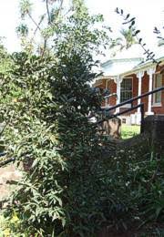 Image result for Mitriostigma axillare