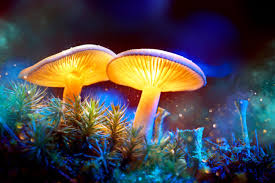 In real life, mushrooms, toadstools, and fungi comprise a vast array of types and genera. Magic Mushrooms Are Expanding Minds And Advancing An Emerging Field Of Science Discover Magazine