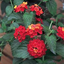 Image result for Lantana